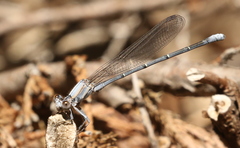 Argia moesta