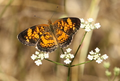 Phyciodes tharos