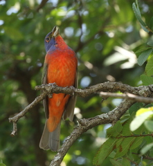 Passerina ciris
