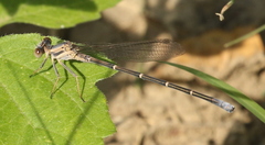 Argia moesta