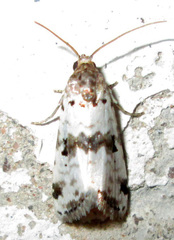 Acontiinae