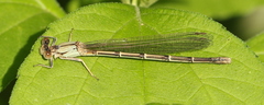 Argia