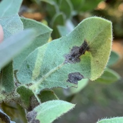 Phyllonorycter manzanita