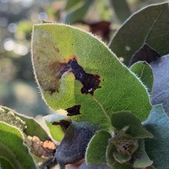 Phyllonorycter manzanita