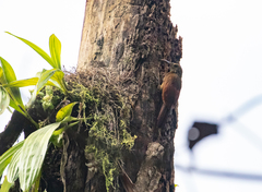 Dendrocolaptes picumnus