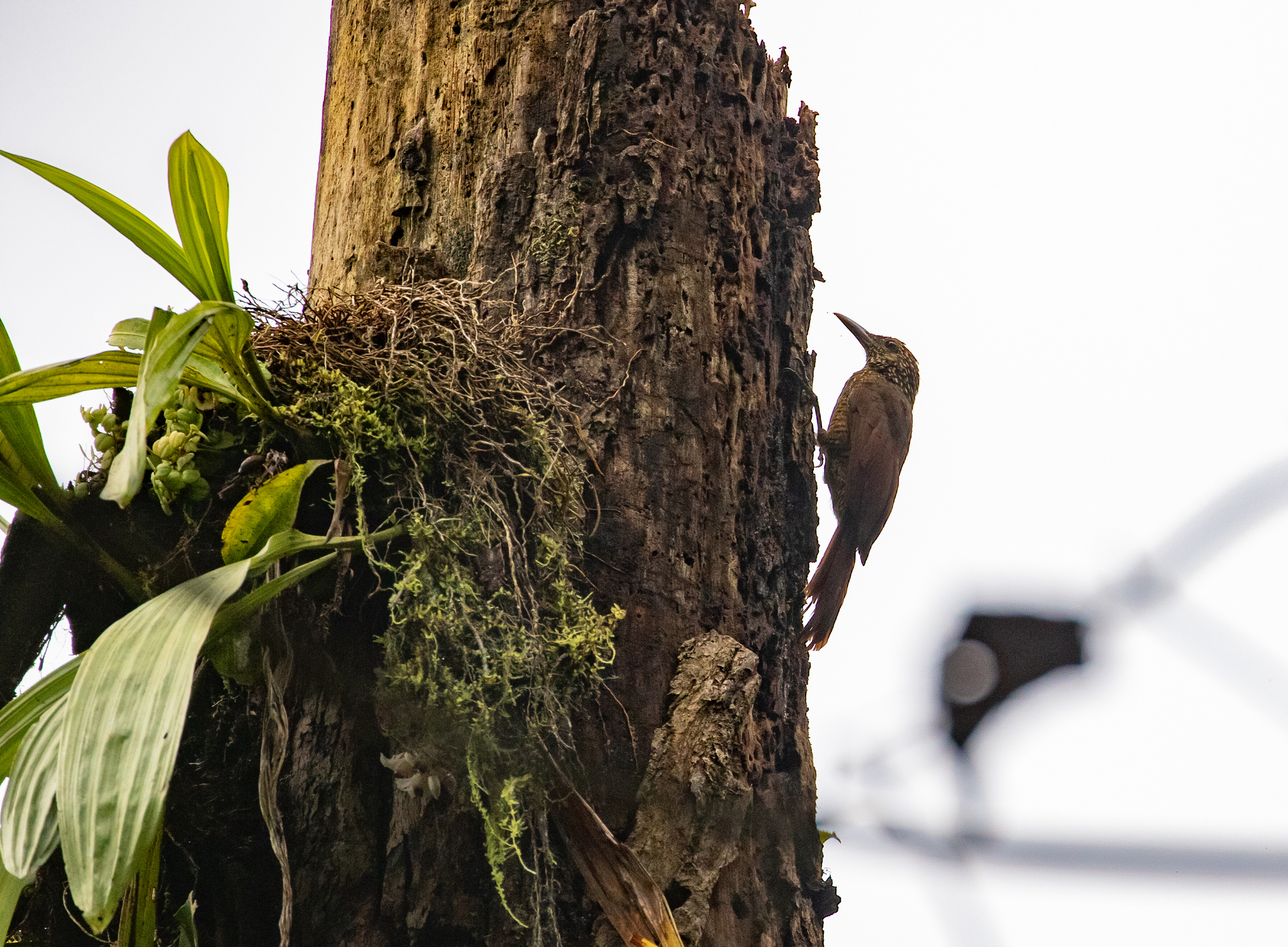 Black-banded Woodcreeper (Dendrocolaptes picumnus)