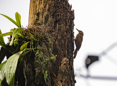 Dendrocolaptes picumnus