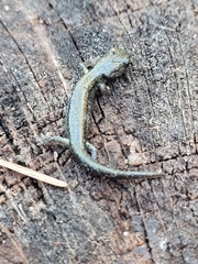 Aneides klamathensis