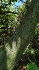 Pseudobombax marginatum