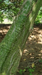 Pseudobombax marginatum