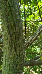 Pseudobombax marginatum