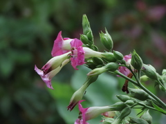 Nicotiana