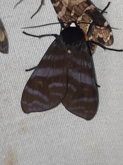 Pachydota