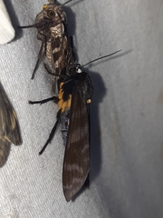 Pachydota