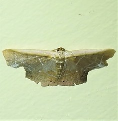 Tessarotis rubrata