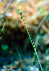 Carex heleonastes