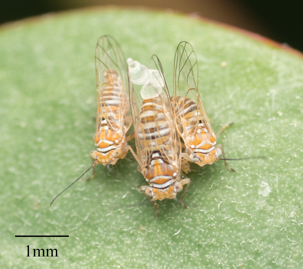 Freysuila dugesii