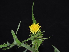 Asteraceae