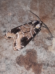 Elysius melanoplaga