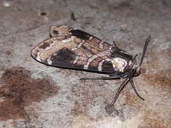 Elysius melanoplaga