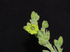 Nicotiana