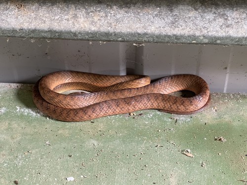 Brown Tree Snake sighting