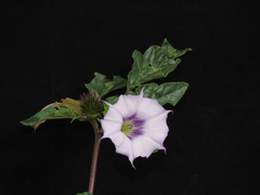 Datura stramonium