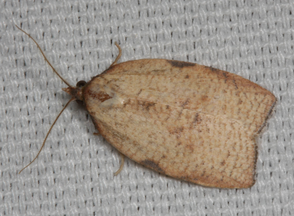 Western Avocado Leafroller Moth