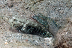 Cryptocentrus caeruleomaculatus