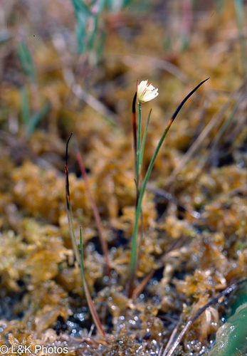 Juncus stygius iNat (2)