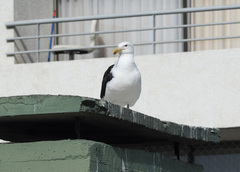 Larus dominicanus dominicanus