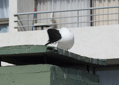 Larus dominicanus dominicanus