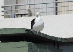 Larus dominicanus dominicanus