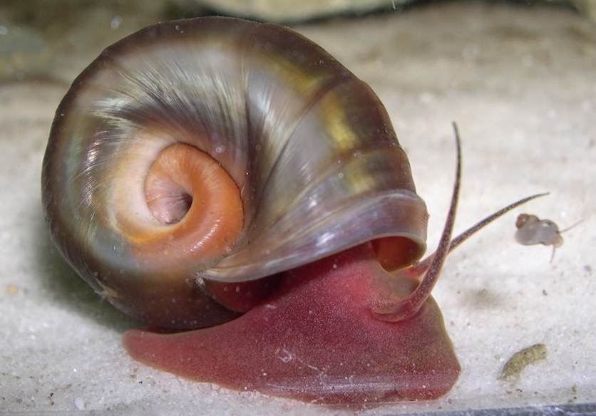 Magnificent Ramshorn