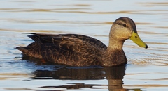 Anas rubripes