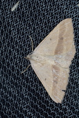 Isturgia penthearia