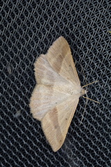 Isturgia penthearia