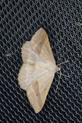 Isturgia penthearia