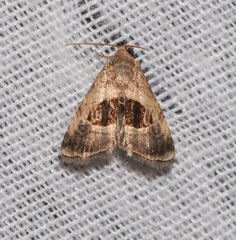 Tripudia rectangula