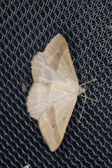 Isturgia penthearia