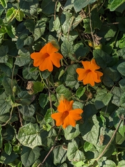 Thunbergia gregorii