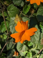 Thunbergia gregorii