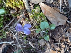 Viola hirsutula