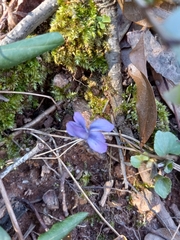 Viola hirsutula