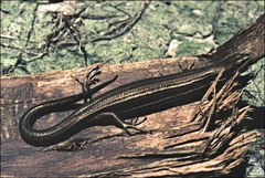 Pseudemoia rawlinsoni