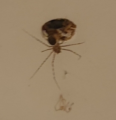 Scytodes globula