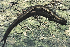 Pseudemoia rawlinsoni