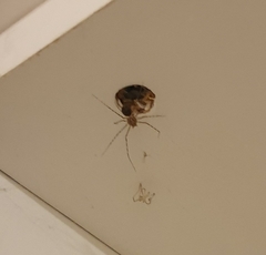 Scytodes globula