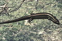 Pseudemoia rawlinsoni