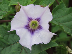 Datura stramonium